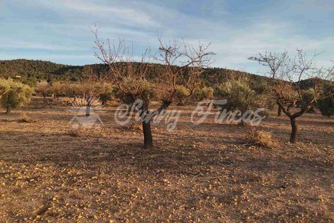 Grond in Biar, Alicante, Biar - € 65.000 | Ref: SF0442 - foto 15